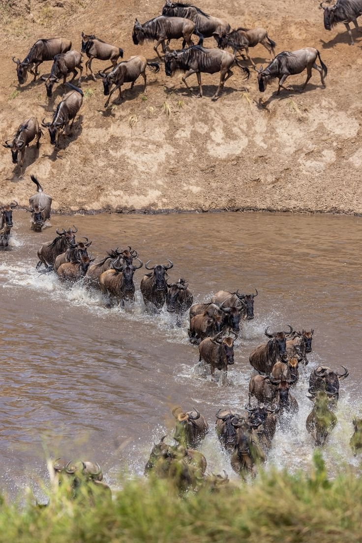 Set out to witness the world’s most incredible wildlife spectacle_ the Great Migration in the Serengeti
