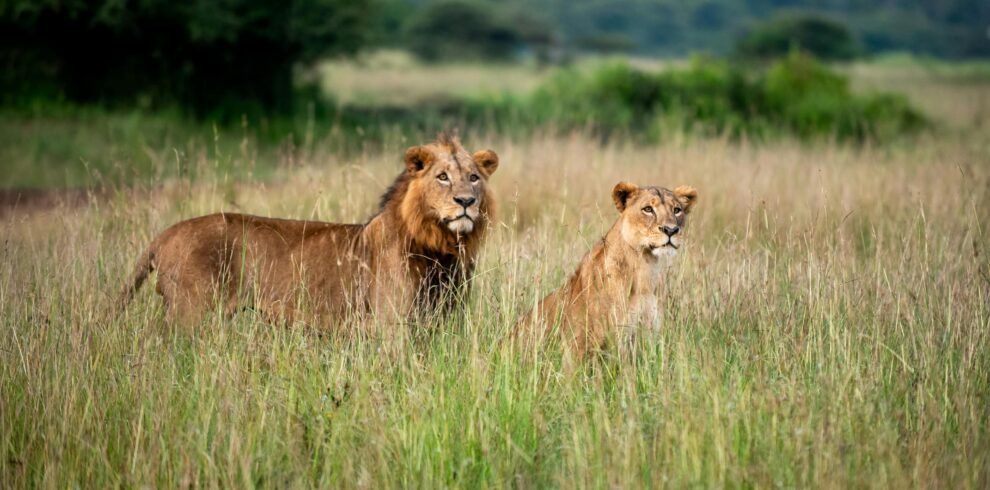 pexels-collines-omondi-3541983-26744682