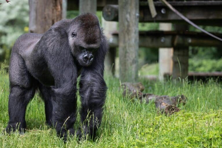 pexels-mateusz-feliksik-1896604-13533635