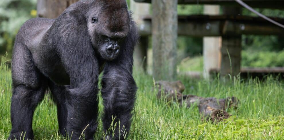 pexels-mateusz-feliksik-1896604-13533635