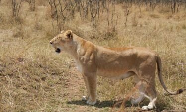 3 Days Masai Mara Safari