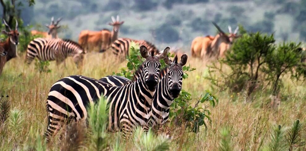 Akagera National Park