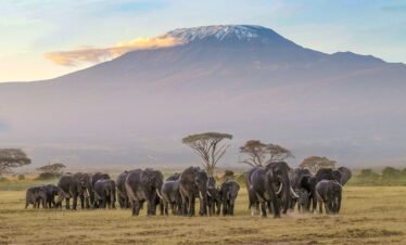 4 Days Amboseli Safari