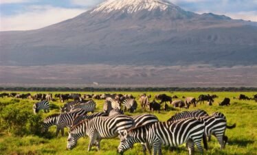 4 Days Amboseli Wildlife Safari
