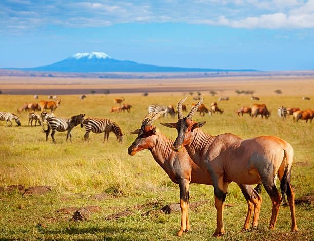 Amboseli national park