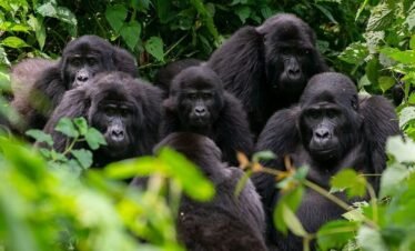 4-Day Safari to Bwindi Impenetrable National Park (The Crown Jewel)