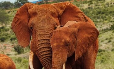 2 Days Tsavo East National Park Safari