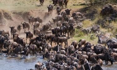  5 Days Lake Nakuru & Maasai Mara Safari
