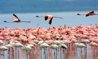 Lake Nakuru National Park: 1-Day Rhino & Flamingo Safari