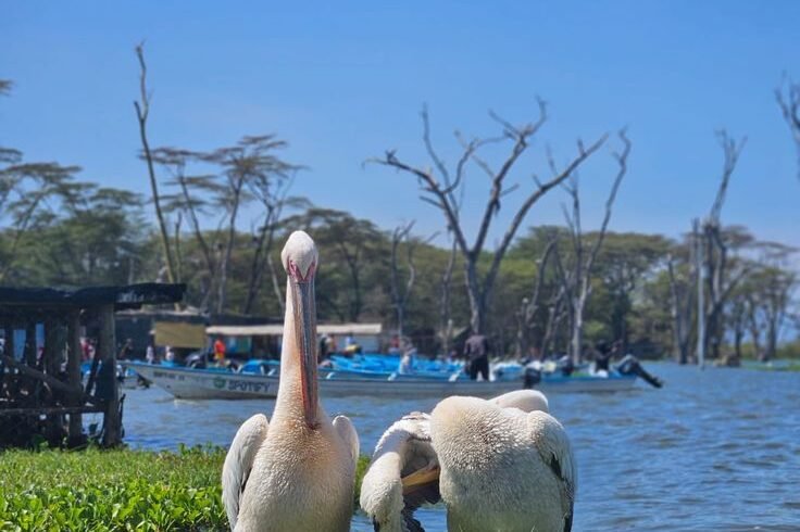 Lake naivasha national park1