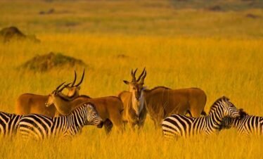 3-Day Maasai Mara Wildlife Safari
