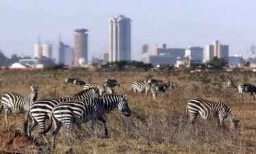 Nairobi National Park: 1-Day City Safari