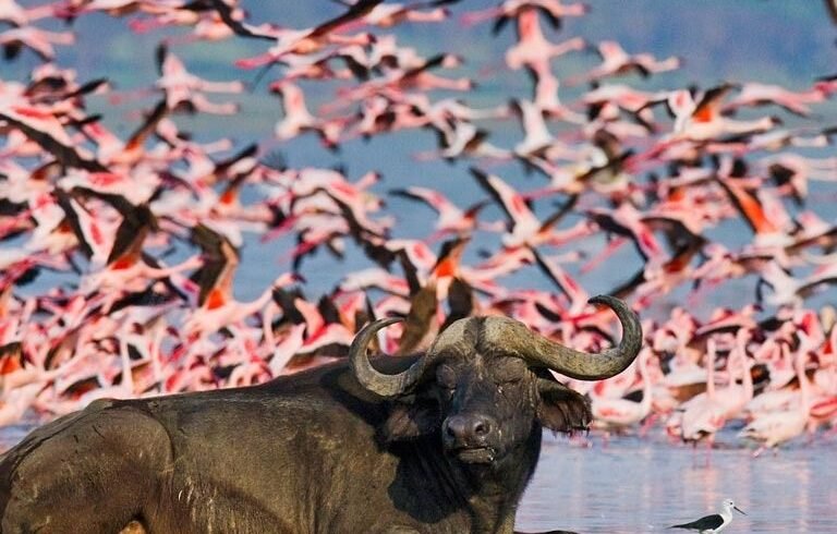 )Nakuru national park