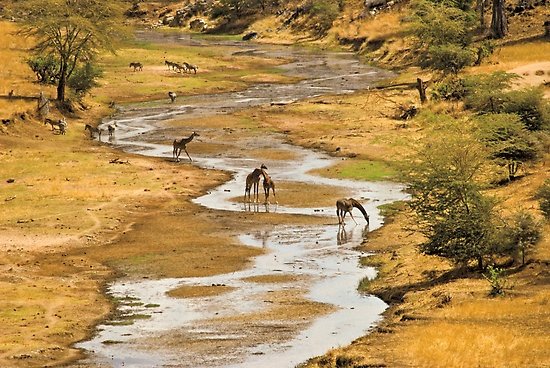 Tarangire National Park