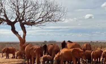 3 Days Tsavo East Wildlife Safari