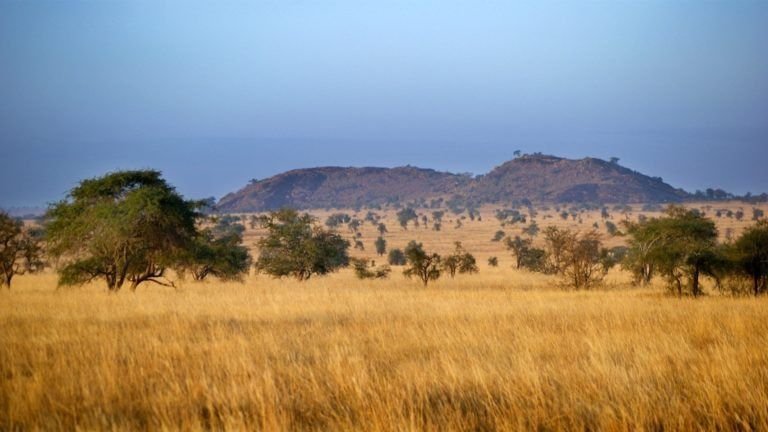 Tsavo east national park