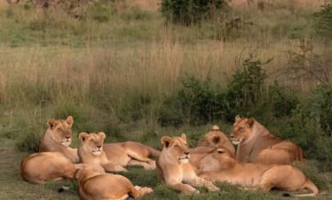 3-Day Akagera Savannah & Lakeside Safari