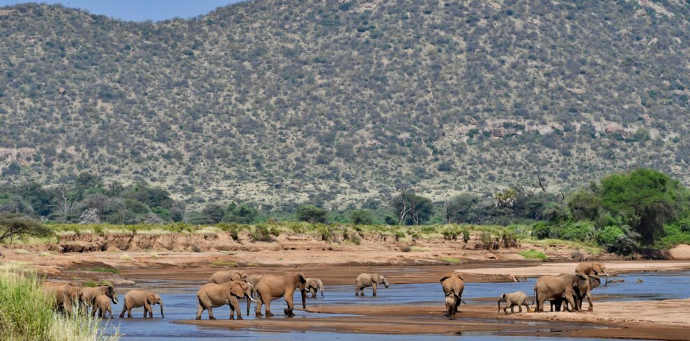 elephant-herd-ewaso-river-samburu-national-reserve