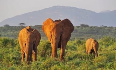 3 Days Samburu Game Reserve Safari