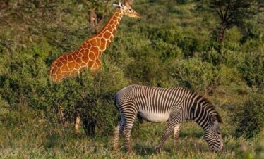 4 Days Samburu Wildlife Safari