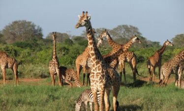 3 Days Tsavo West National Park Safari