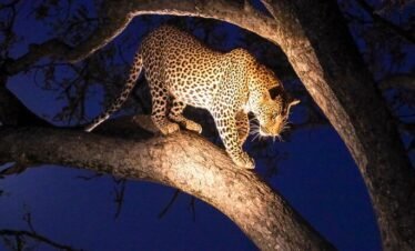 7-Day Classic Kenya Explorer7 Days, 6 Nights