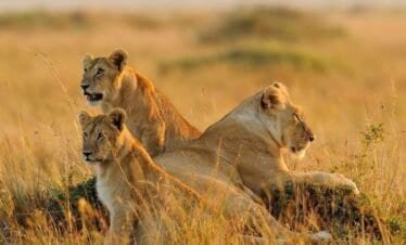 Tanzania Untamed (The Northern Circuit)6 Days, 5 Nights