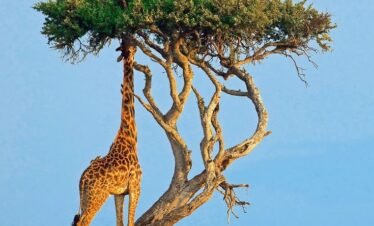 The Kenyan Northern & Central Circuit 7 Days, 6 Nights